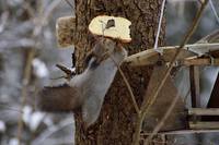 Бе́лка обыкнове́нная, или ве́кша — грызун из семейства беличьих. Единственный представитель рода белок в фауне России