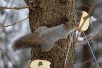 Бе́лка обыкнове́нная, или ве́кша — грызун из семейства беличьих. Единственный представитель рода белок в фауне России