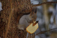 Бе́лка обыкнове́нная, или ве́кша — грызун из семейства беличьих. Единственный представитель рода белок в фауне России