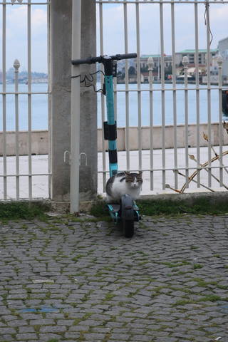 http://images.vfl.ru/ii/1617819739/0a5fb45e/33989277_m.jpg
