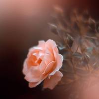 фото Дорин Альбрехт.4-2