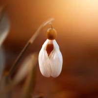 фото Дорин Альбрехт.10