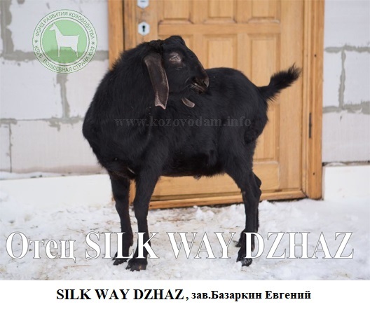 Джон отец Silk Way Dzhaz Galina 1 0