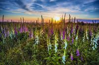 фото Даниэля Хайдика2