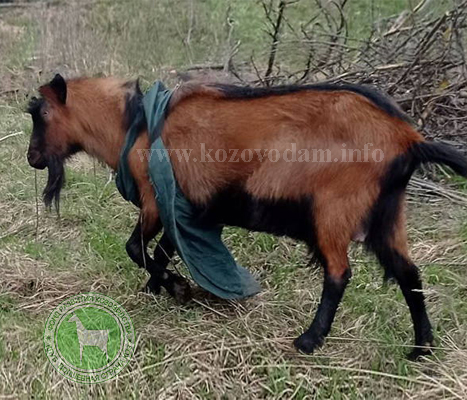 Финист 2 Злата