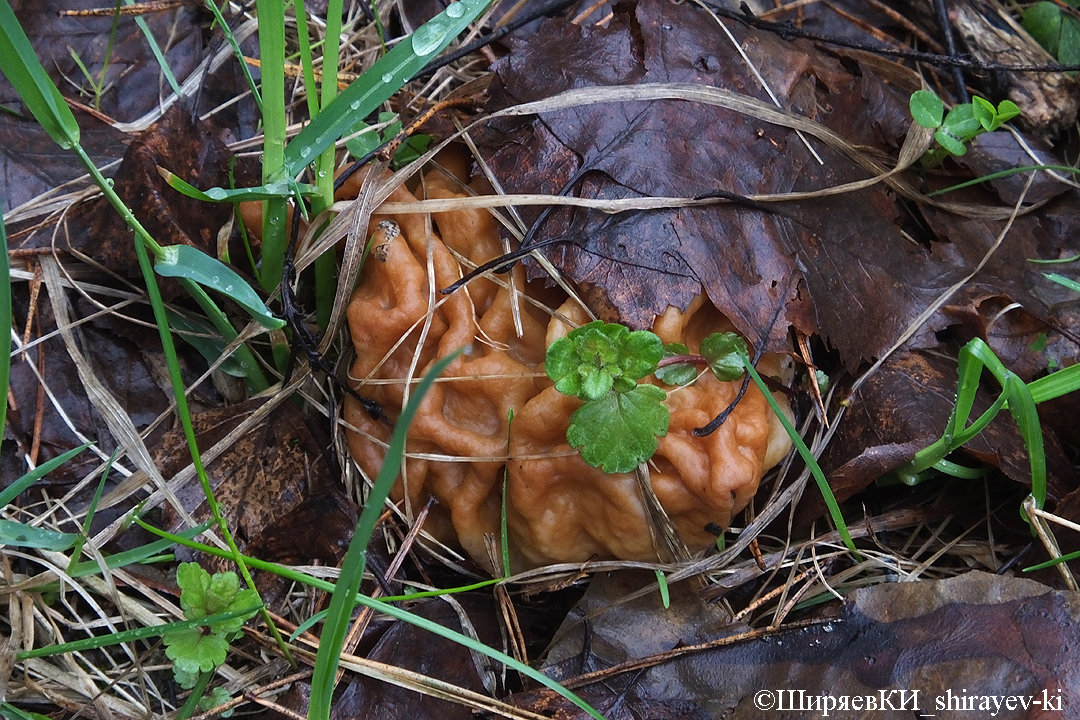 строчок гигантский