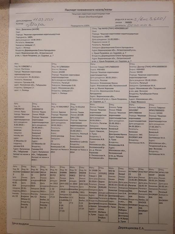 Мара род Елена Деревщикова