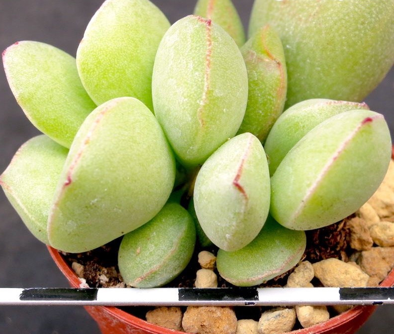 Adromischus marianiae blosianus DT 3670 “Richtersveld