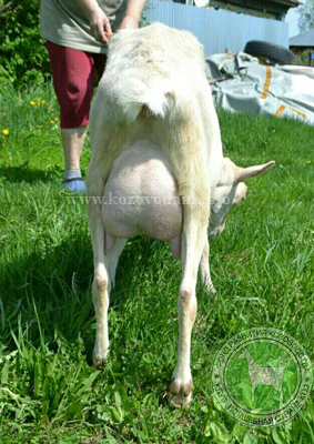 Урсула 2 Натка