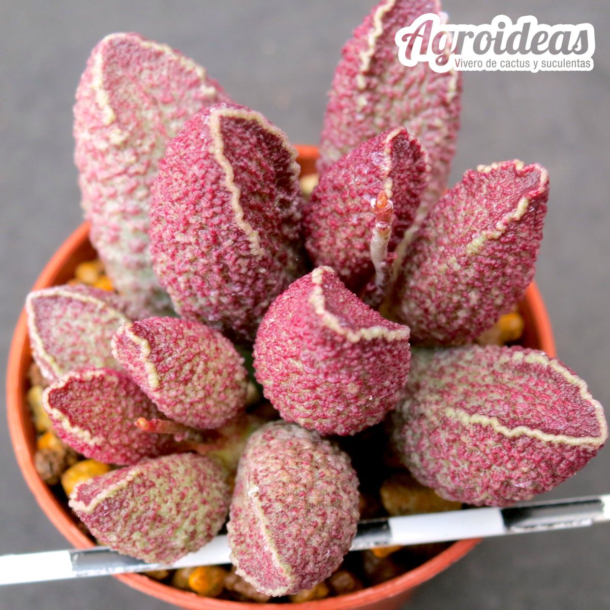 Adromischus cv. “Garnet Velvet”