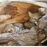 Pampas Cat 2 100