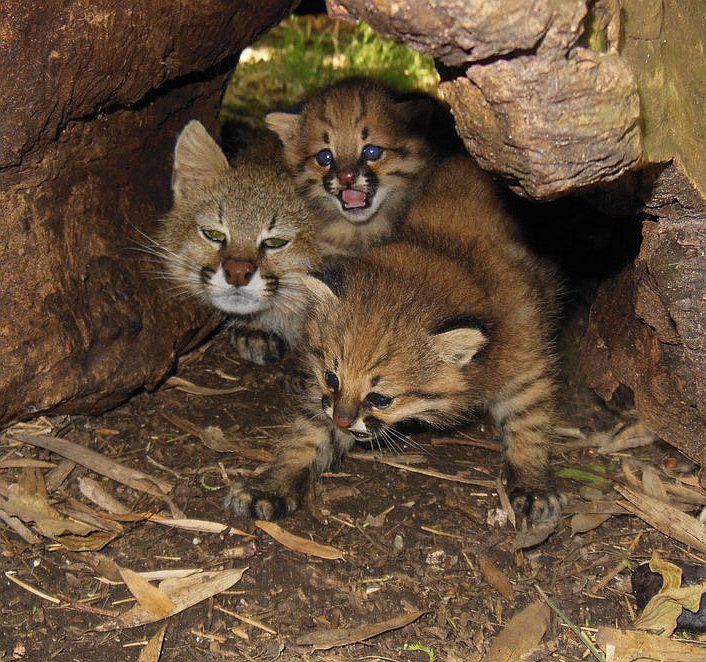 Pampas Cat1 100