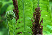 страусник обыкновенный