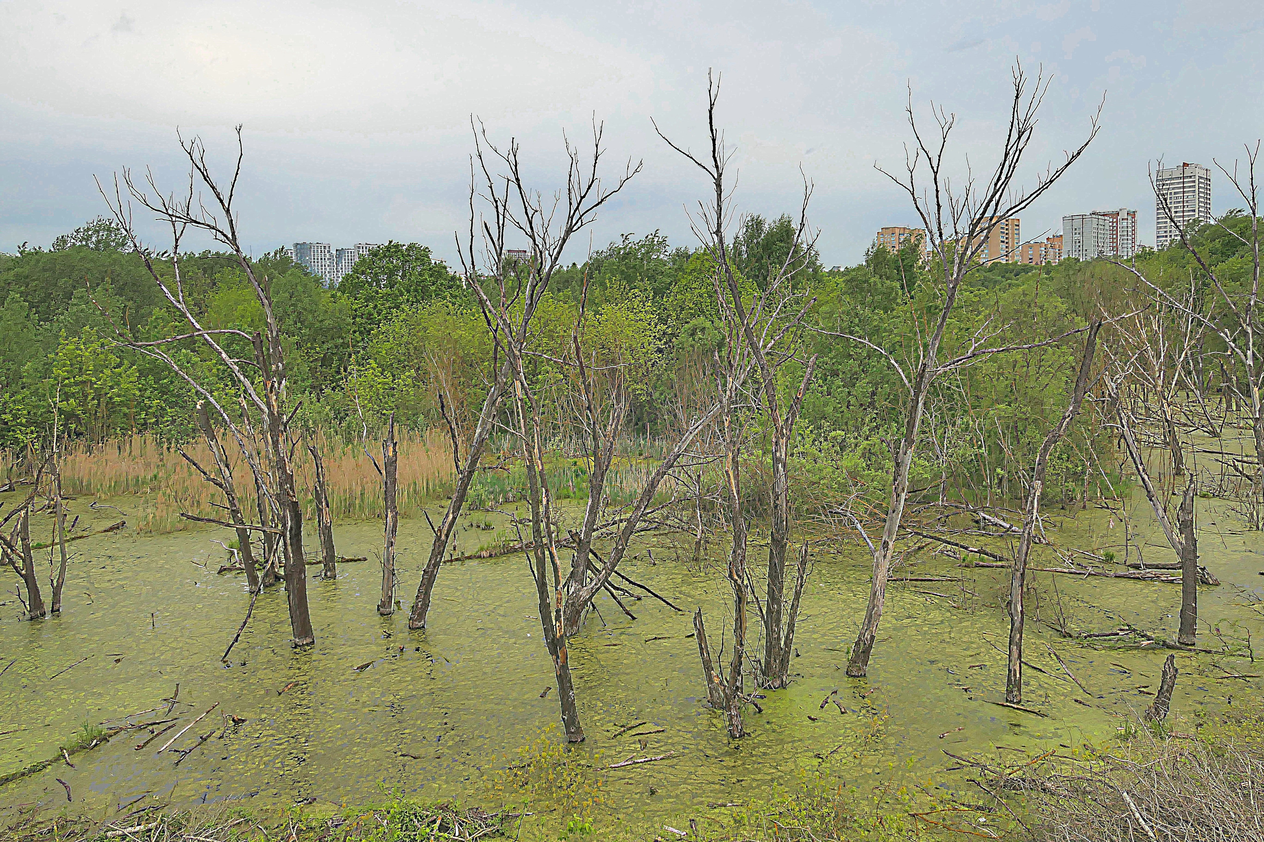 Заболоченное озеро в долине р. Сетунь. Фото Морошкина В.В.