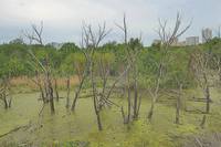 Заболоченное озеро в долине р. Сетунь. Фото Морошкина В.В.