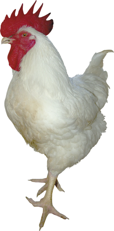 Clipart fowl (8)