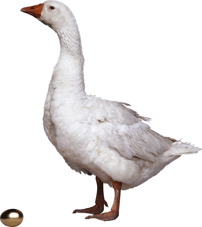Clipart fowl (33)