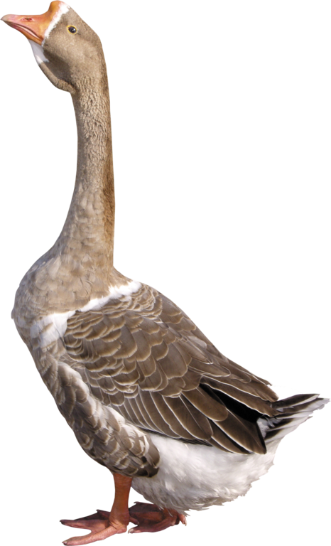 Clipart fowl(37)