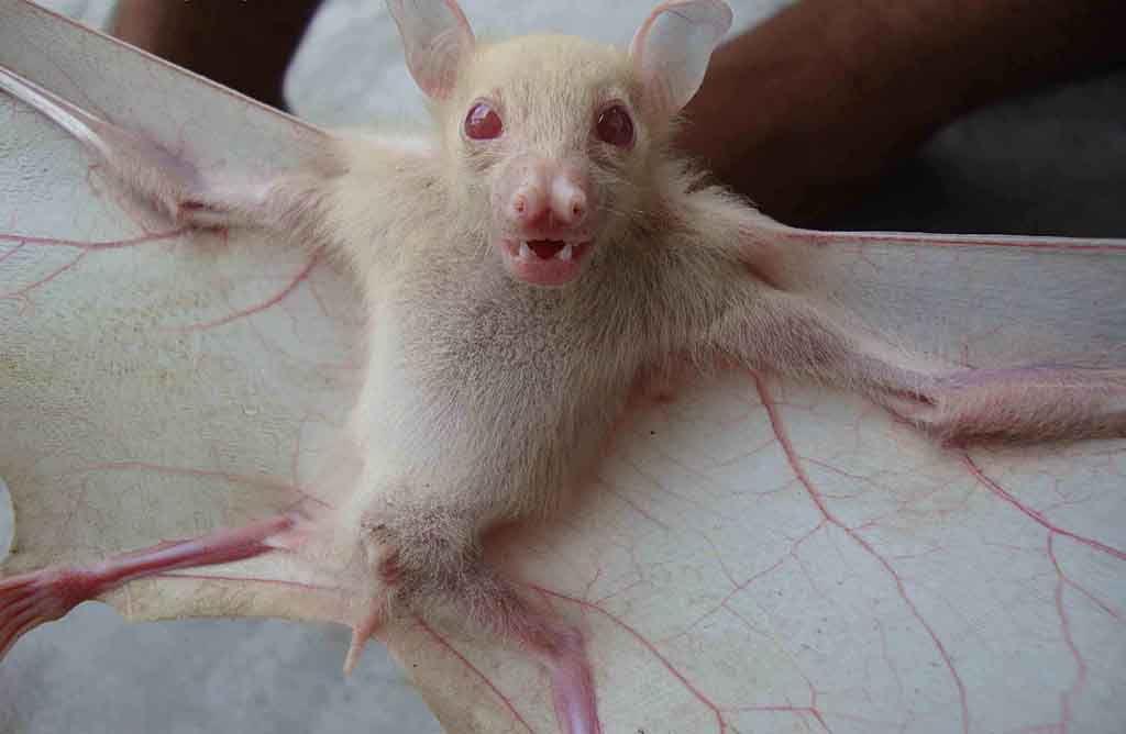 Albino-Bat