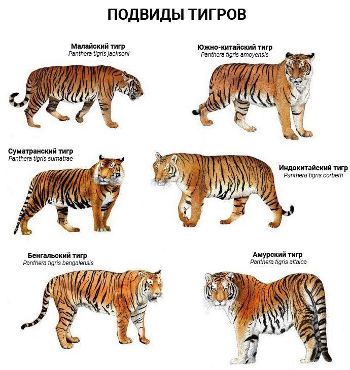 34686798.jpg