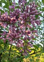 сирень нетерпеливый лепесток май 2021