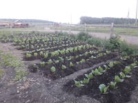 VFL.RU - ваш фотохостинг