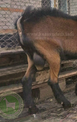 Мачо 4 Федорова Оксана