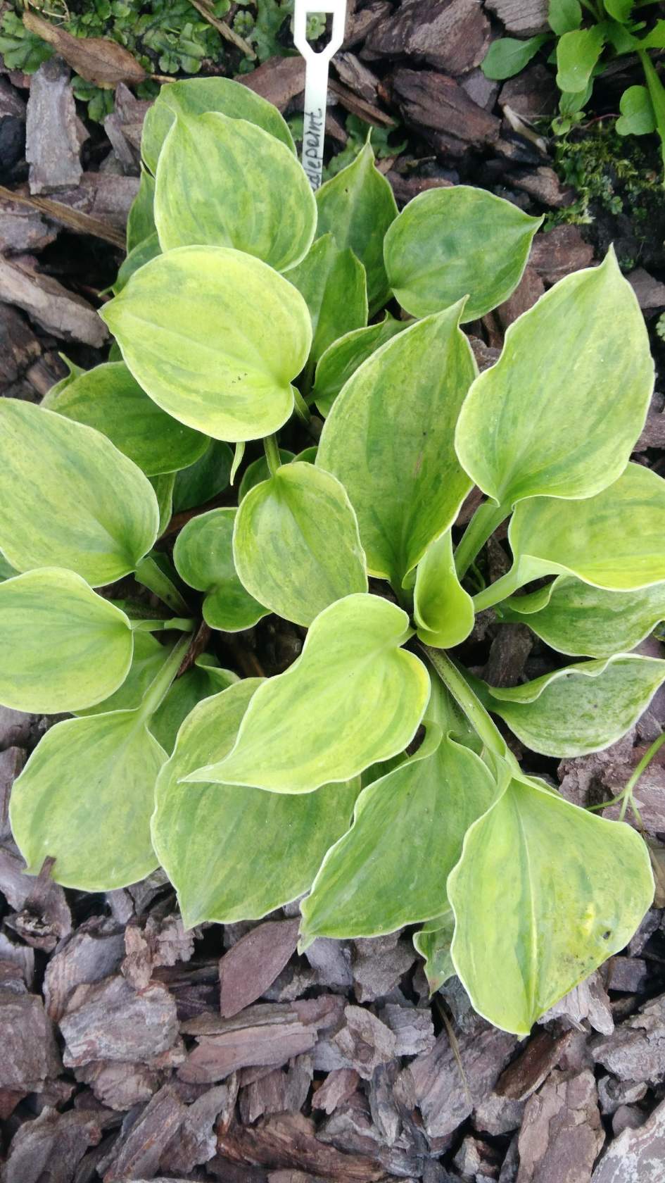 нидлепоинт