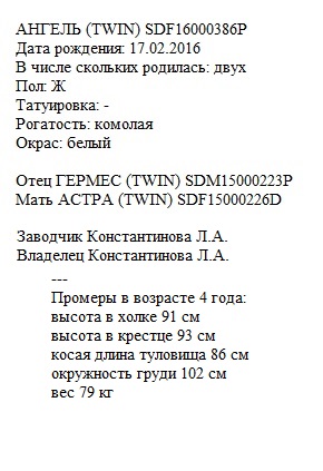 Ангель анк Любушка