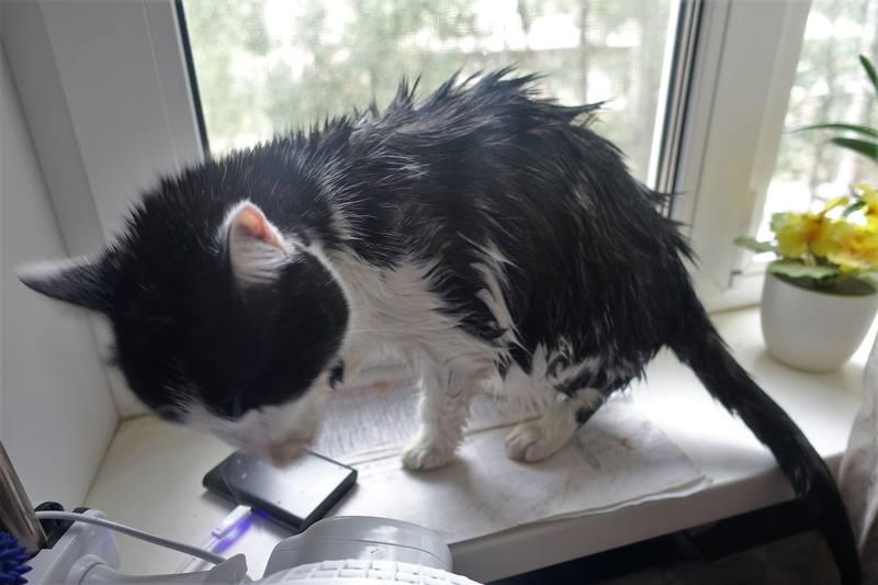 Банный вечер кошечки Фроси Банный вечер кошечки Фроси