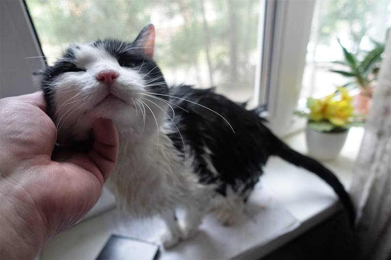 Банный вечер кошечки Фроси Банный вечер кошечки Фроси