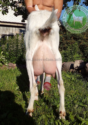 Чуча 4 Натка