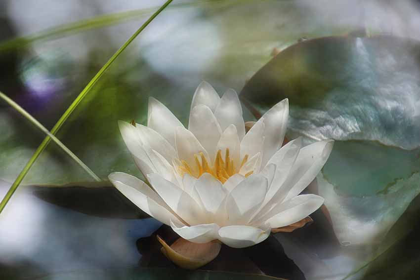 фото Ирен Вайс21