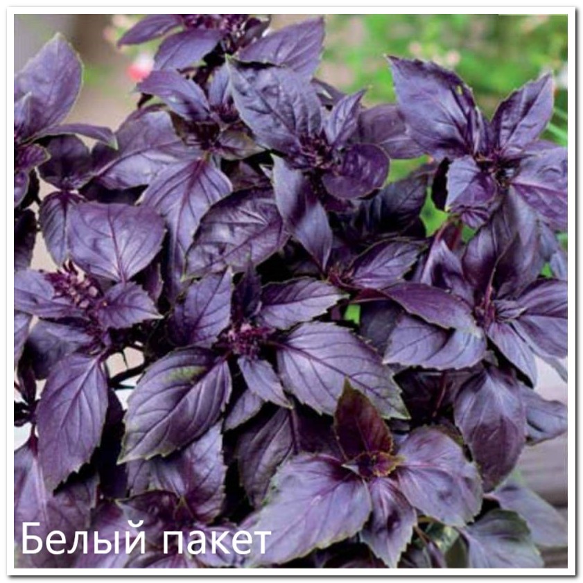 базилик арарат БП