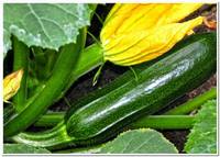 кабачок скворушка бп