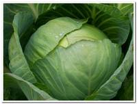 капуста московская поздняя бп