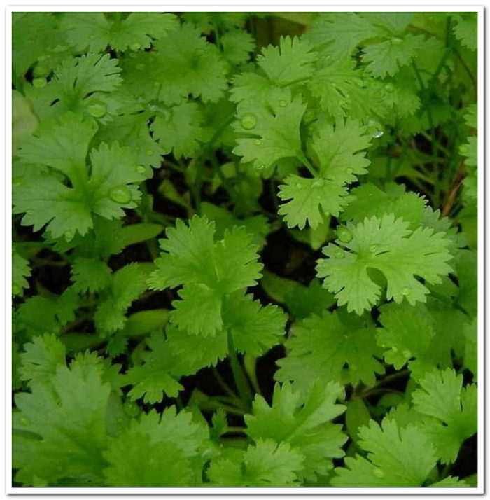 кориандр овощной крупнолистный бп