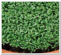 кресс салат весенний бп