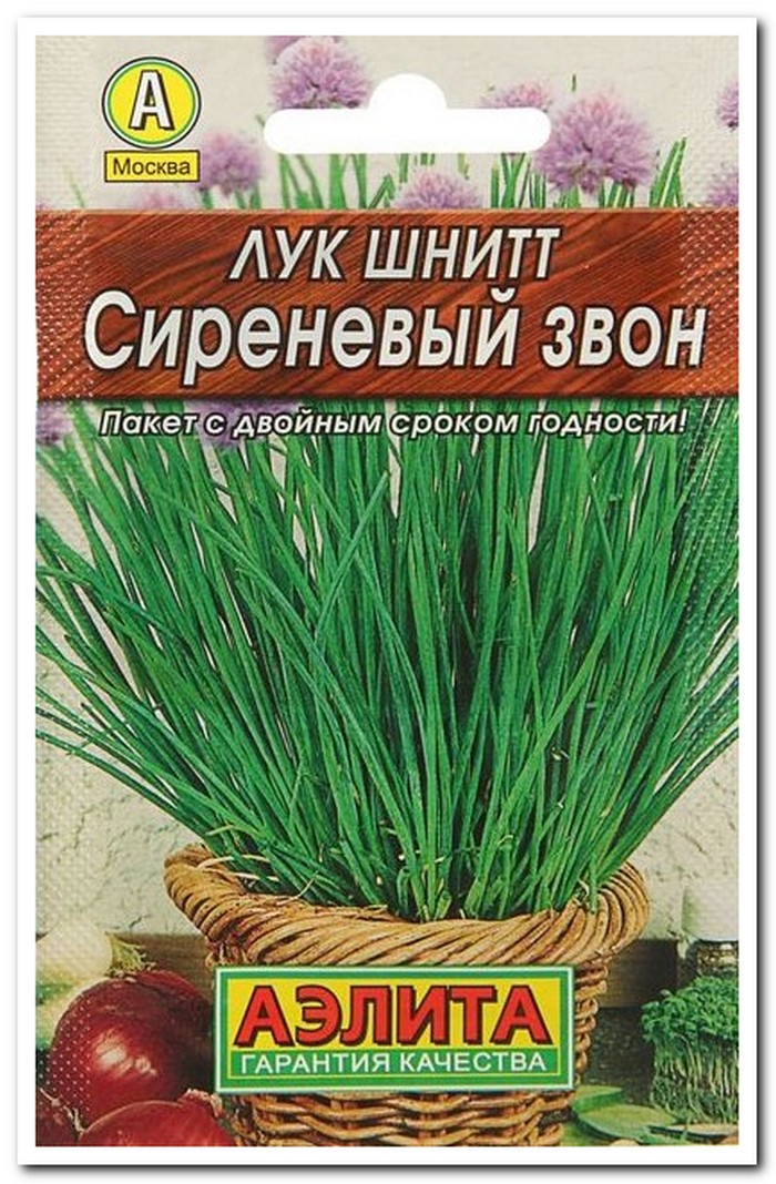 лук шнит сиреневый звон