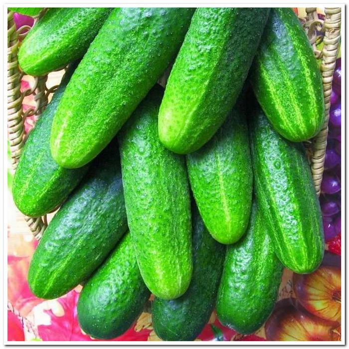 огурец бидретта бп