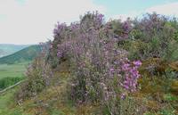 Заросли маральника в Каракольской долине. Фото Морошкина В.В.