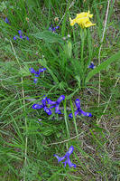 Дикие ирисы на лугу в Каракольской долине. Фото Морошкина В.В.