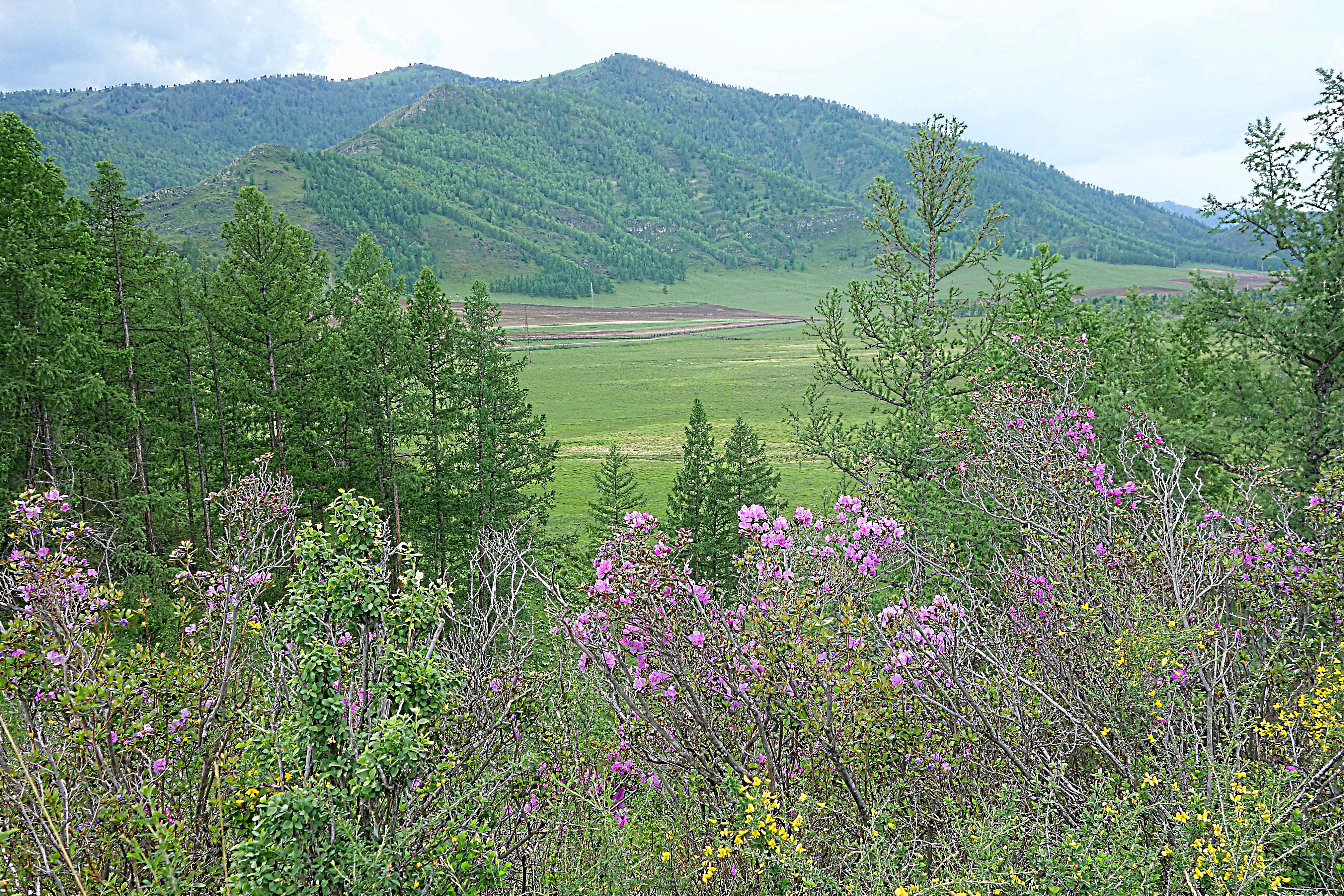 В Каракольской долине. Фото Морошкина В.В.