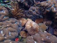 Республика Палау 24