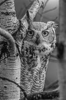 фотогоафТим Фицхаррис6