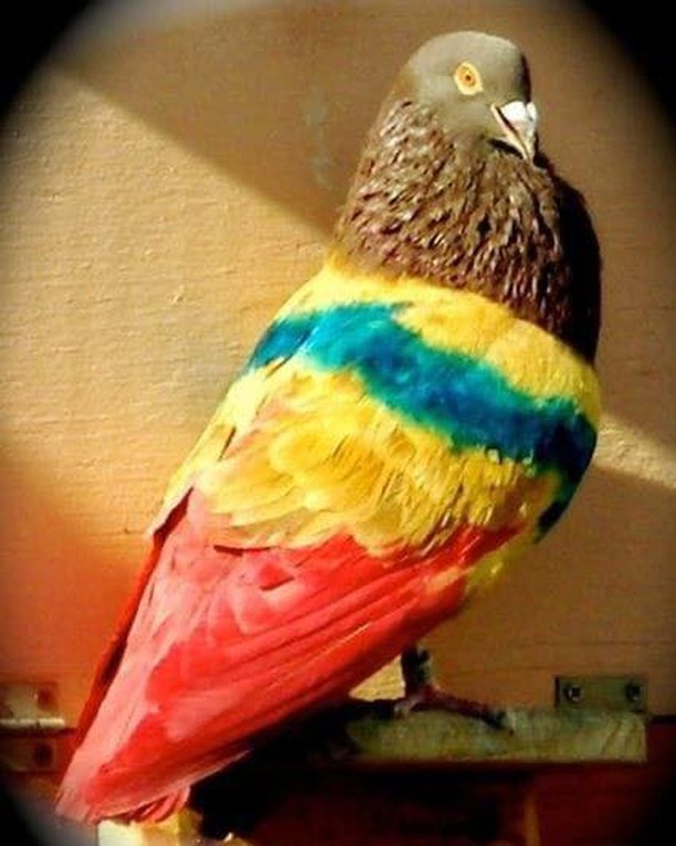 Фото Adilsonа Barroso26