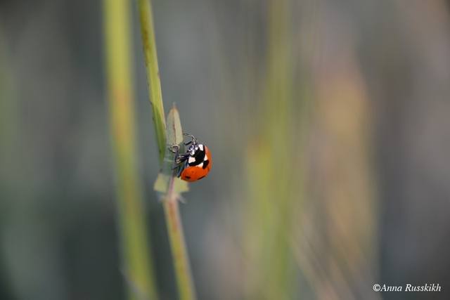 watermarked - DSC 6665 watermarked - DSC 6665