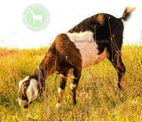 Афинянка 2 ЛПХ Бемби