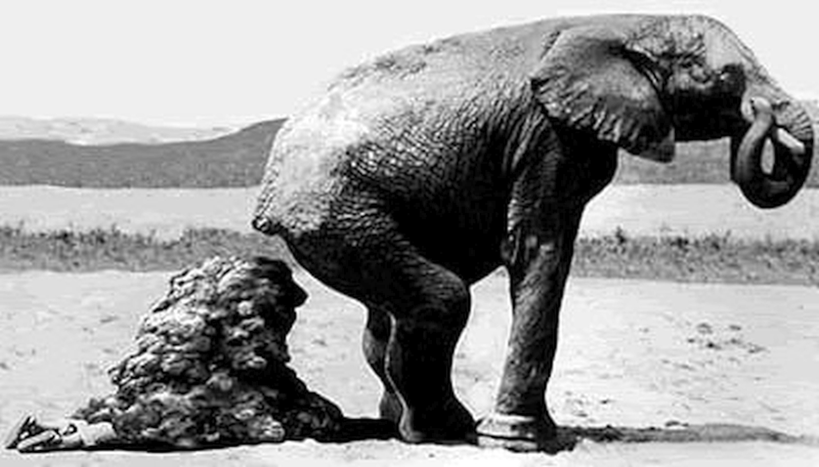 голова человека в жопе у слона фото 86