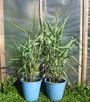 Arundo donax - 2016.08.20.